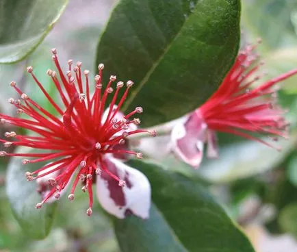 Отглеждане от Feijoa семена - снимки, отзиви, описания, спецификации сортове