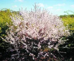 tomentosa Prunus, știință și viață