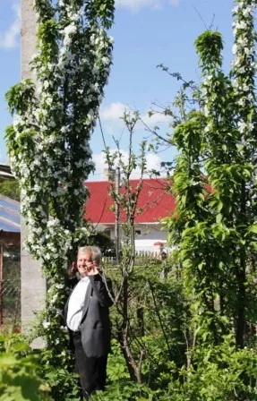 Отглеждане колонни ябълкови дървета - Градина Сибир