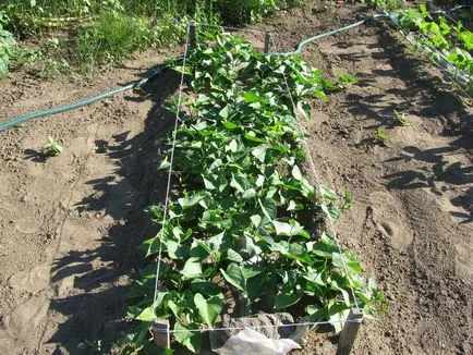 Cultivarea de ginseng în casă