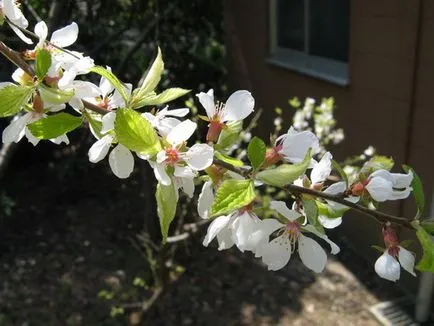 Prunus липа