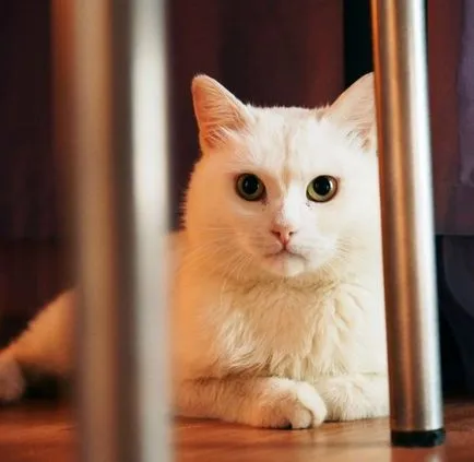 Kazan, megmentett macska, aki együtt élt egy golyót a has