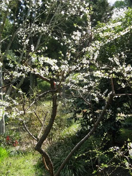 Prunus липа