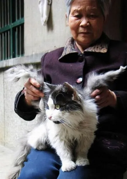 Kínában él egy macska szárnyakkal - Xenomorph