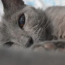 Inflamarea glandelor sebacee la pisici (acnee) - toate despre pisici și pisici cu dragoste