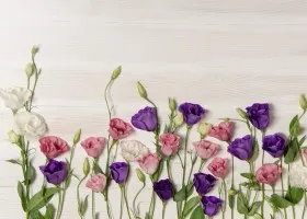 Totul despre îngrijirea Eustoma (lisianthus, trandafir japonez)