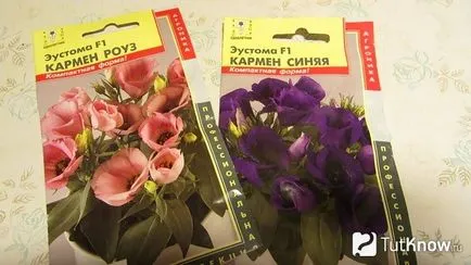 Totul despre îngrijirea Eustoma (lisianthus, trandafir japonez)