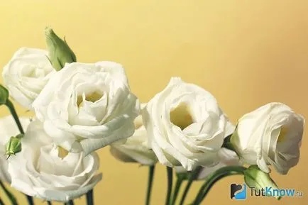 Totul despre îngrijirea Eustoma (lisianthus, trandafir japonez)