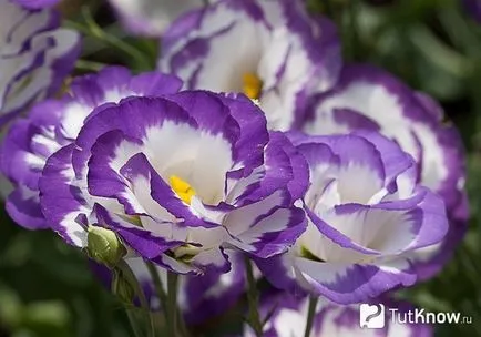 Totul despre îngrijirea Eustoma (lisianthus, trandafir japonez)