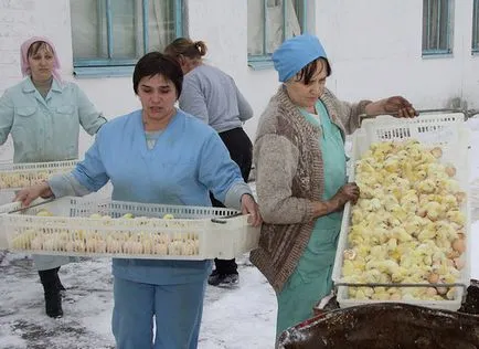 В България пилетата разследва масовото убийство