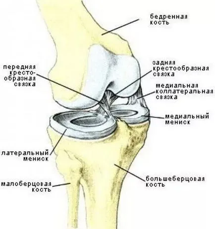 repararea cartilajelor terapie tradițională și alternativă