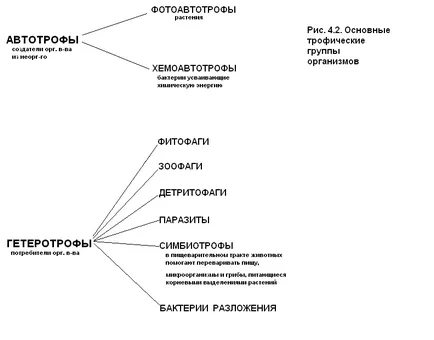 Отношенията между организми