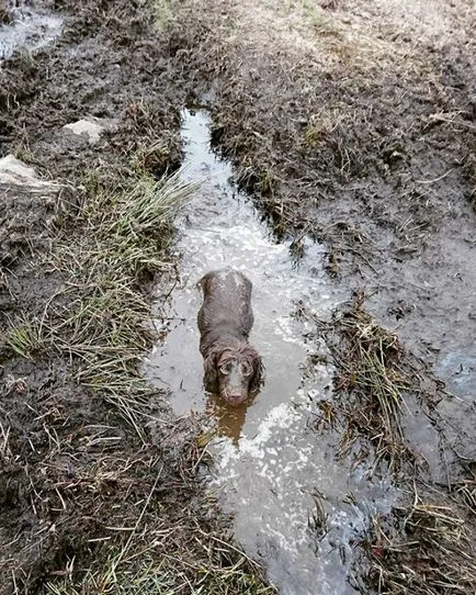 Proprietarii acestor caini minunati este foarte păcat că a scos lesa