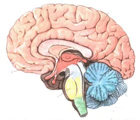 Blocajul simptome cerebrovasculare și tratament, sănătate scalp