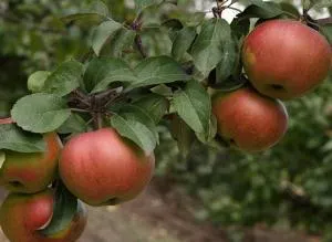 колонен ябълково дърво