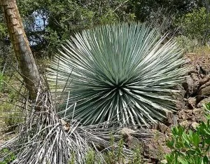 Фото Yucca, подходящи грижи у дома, трансплантация