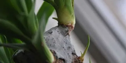 Foto Yucca, ingrijire adecvata la domiciliu, transplant