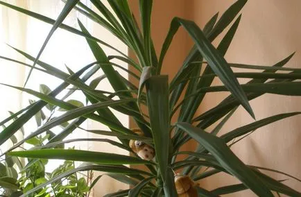 Ivory Yucca - yucca elephantipes