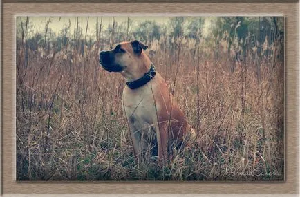 South African boerboel - Kutya számára akaraterő