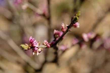 Poison szép Daphne az oldalainkon