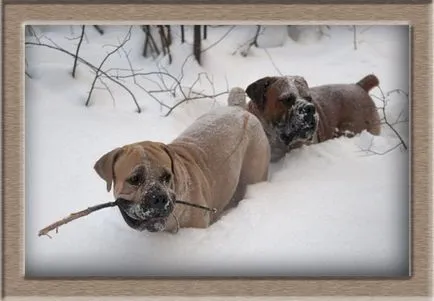 South African boerboel - Kutya számára akaraterő