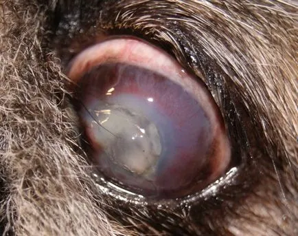 ulcer cornean la câini și pisici, tratamentul ulcerelor ale acului