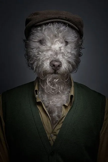 portrete haioase de câini îmbrăcați ca oameni