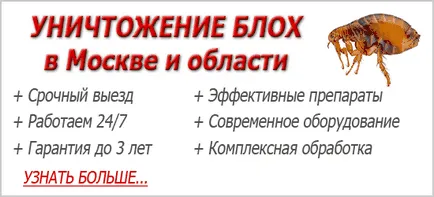 Носеща бълхи дали опасно за хората, препарати за унищожаване на апартамента и областта