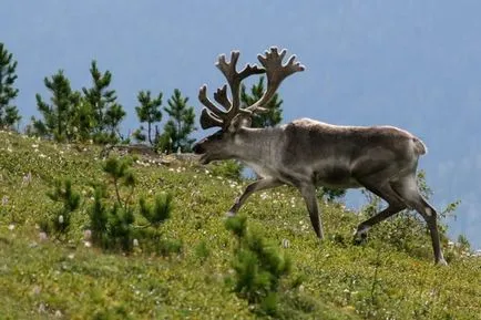 Reserve Kuznetsky Alatau érdekes tények, fotók és látnivalók