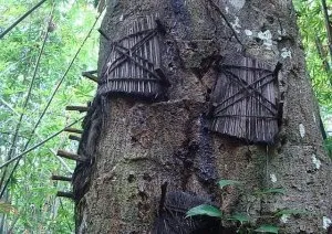 Зловещи погребални ритуали на племето Toraja