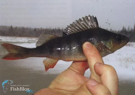 Живот под леда - Онлайн вестник за риболов