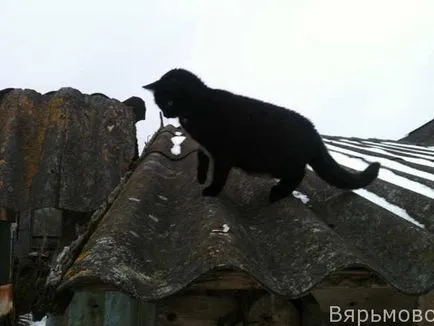 живота на животните в vyarmovo на селото