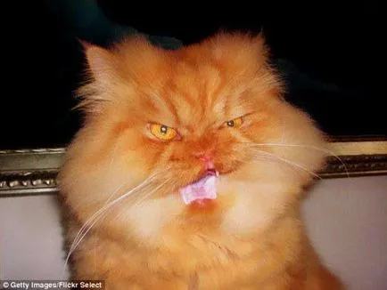 Gonosz macska Garf - az új csillag az interneten