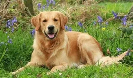 10 Cele mai multe rase de câini inteligente - Cloverleaf