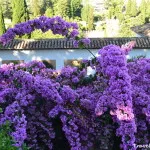 Alhambra - perla Granada