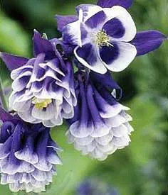 Aquilegia Aquilegia засаждане