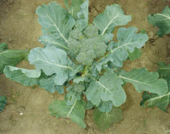 Agrotehnika növekvő brokkoli