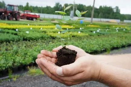 Murele în Siberia, de plantare și îngrijire