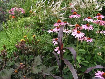 Echinacea nő a kertben egész évben ellátás