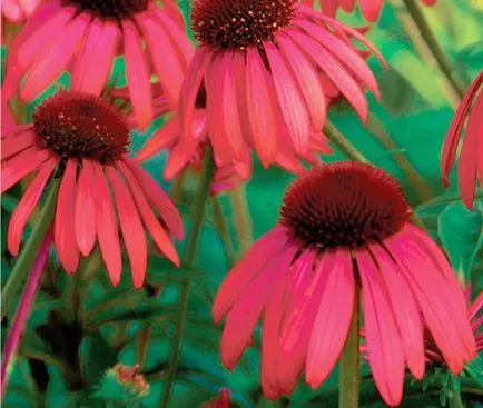 Echinacea nő a kertben egész évben ellátás