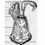 Anatomia organelor genitale ale animalelor de fermă, de sex feminin de serviciu veterinar Vladimir