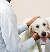 Алергии при кучетата основните причини, симптоми, превенция и лечение