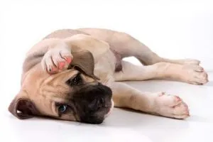 Alergiile la câini principalele cauze, simptome, prevenire si tratament