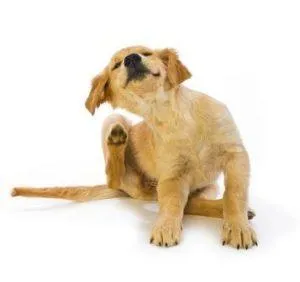 Allergia kutyák fő okai, tünetei, megelőzése és kezelése