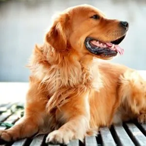 Алергии при кучетата основните причини, симптоми, превенция и лечение