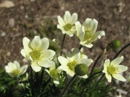 Anemone, înflorire de vară