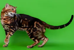 Бенгалия цвят - benganelio Развъдник бенгалски котки