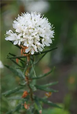 Ledum palustre - Ledum palustre