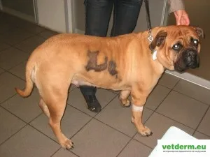 Kétoldalúan szimmetrikus szőrhullás kutyák állatorvosi bőrgyógyászat orosz