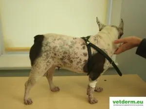 alopecie la câini simetrice pe plan bilateral, dermatologie veterinară în Rusă